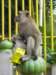 batucavesmonkeywithfood_small.jpg