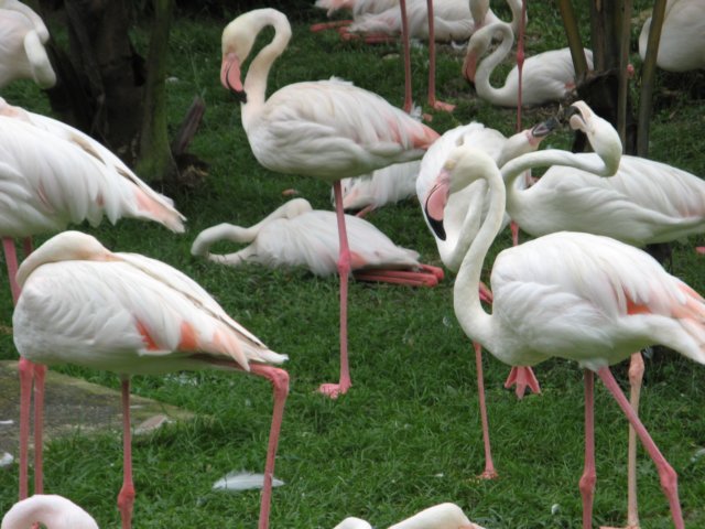 flamingos.jpg