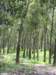 rubbertreesrantau_small.jpg
