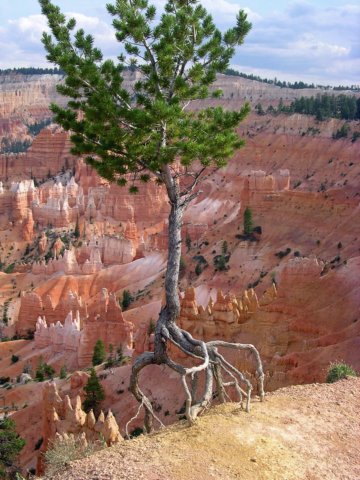 brycecanyontree.jpg