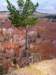 brycecanyontree_small.jpg