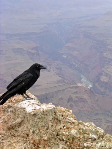 grandcanyoncrow.jpg