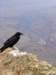 grandcanyoncrow_small.jpg